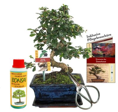 Geschenkset Bonsai "Carmona" - Fukientee - ca. 8 Jahre alt - Anfänger-Set