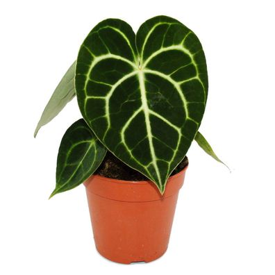 Flamingoblume - Anthurium clarinervium - Herzblattblume - 12cm Topf