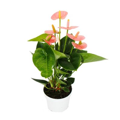 Flamingoblume - Anthurium andreanum "Spirit" - Anthurie - 12cm Topf - lachsrosa