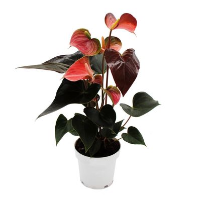 Regenbogen-Flamingoblume - Anthurium andreanum "Rainbow Champion" - Anthurie