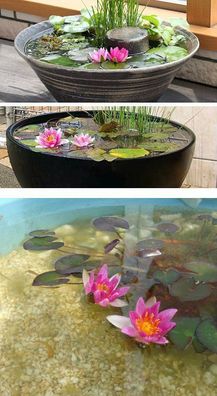 Auch für kleinste Becken & Aquarien : Rote Seerose Nymphea Rose Arey Wasserpflanze
