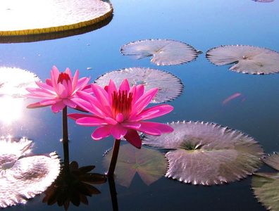 Die schönste Seerose ! Violettette tropische Seerose für´s Aquarium / Saatgut