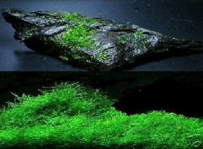 immergrüner Unterwasserfarn / Farn für das Aquarium / Wasserpflanzen