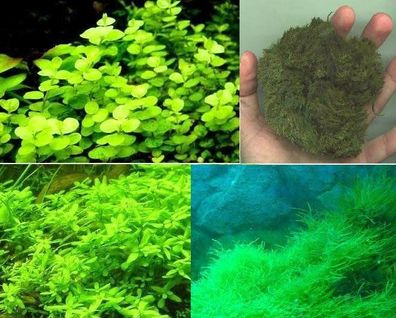 immergrüne, winterharte Pflanzen für den Teich & Aquarium / Wasserpflanzen-Sortiment