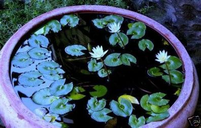 Wasserpflanze: Kleine weiße afrikanische Zwerg-Seerose / Knolle für das Aquarium