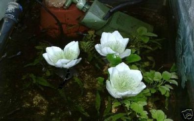 Weiße afrikanische Zwerg-Seerose Pflanze für den Gartenteich Teichpflanzen Teichrosen