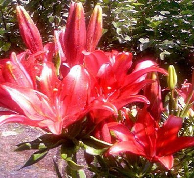 Tropische rote Seerose Nymphea für das Aquarium & den Teich / Samen