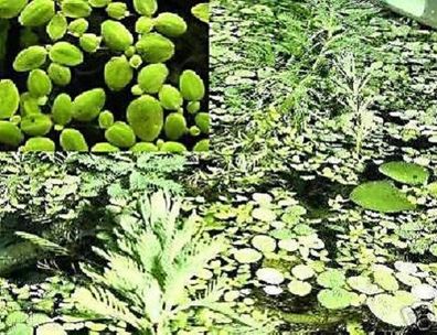 Lemna minor: Wasserschutzpolizei gegen Algen & Schmutz / Wasserpflanze für den Teich