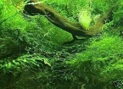 Javamoos - Warmwasserpflanze für das Aquarium / haftet auf Steinen & Holz ! immergrün