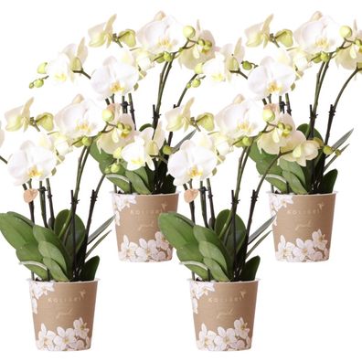 Kolibri Orchids KOMBI Angebot von 4 weißen Orchideen - Ghent - Topfgröße 12cm