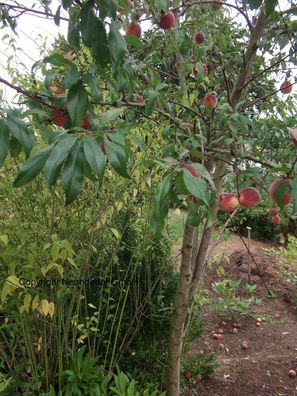 Pfirsichbaum Stecklinge mediterrane winterharte Pflanzen Obstbäume für den Garten Bio