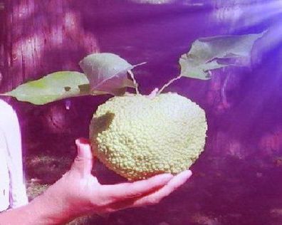 Dekoratives Gemüse ! Winterharter Milchorangenbaum : Stecklinge & Bewurzelungspulver