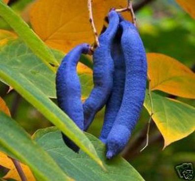 Blumen-Blüten & Früchte : Winterharter Blaugurkenbaum : Stecklinge + Wurzelpulver