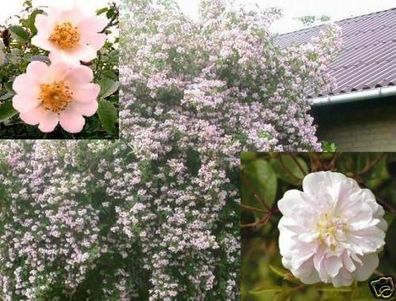 Winterharte Wildrosen - Stecklinge & Bewurzelungspulver / Rosa multiflora & canina