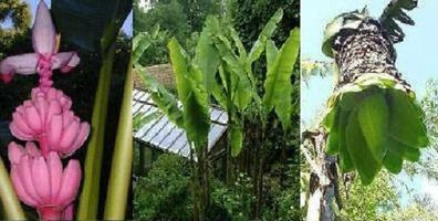 drei winterharte Bananen-Sorten : Schöne mediterrane Bäume / Samen-Sortiment