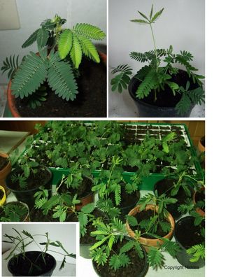 Zimmerpflanzen Dekoration : Zwei schöne Mimosen-Pflanzen / Bewegen sich bei Berührung