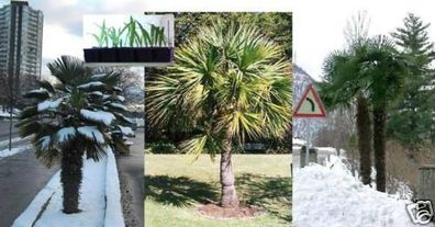 3 verschiedene immergrüne, winterharte Jung-Palmen für den Garten / Schnellwüchsig !