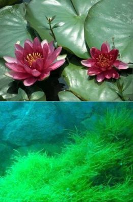 Tolle Wasserpflanzen für den Teich : Seerose Nymphea Charles de Meurville + Quellmoos