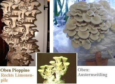 Zimmer-Pilzsortiment / die schönsten und leckersten Speisepilze * wachsen ohne Licht