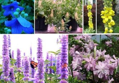 Schön, schnellwüchsig und nützlich: Großes Schmetterlingsblumen-Samensortiment...