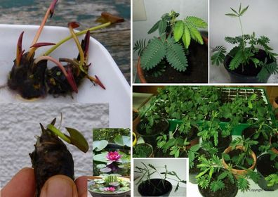 Deko Wohnung : Mini-Seerose "Nymphea Rose Arey Bonsai" (Knolle) + Mimose (Samen)