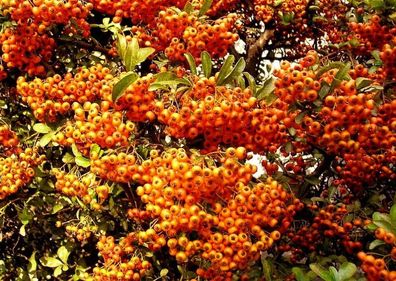 Bis 4 Meter hohe Zierpflanze : Feuerdorn - tausende Beeren ! Immergrün - 100 Samen
