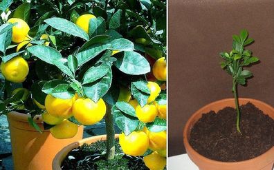 Frische Früchte ernten : Winterhart ! 2 Jungpflanzen 3-blättrige Orange & Pflanzerde