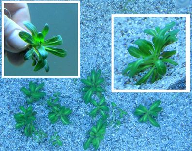 10 Jungpflanzen Unter-Wasserbüsche / Wasserpflanzen für das Aquarium & den Teich