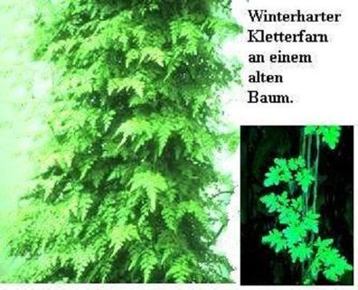 winterfeste kletternde Farne : Lygodium palmatum & Lygodium japonicum / Sämerei