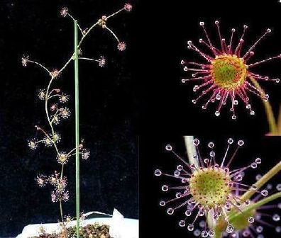Schönste Pflanze der Welt ! Fängt Ungeziefer : Sternsonnentau Drosera Auri. / Samen