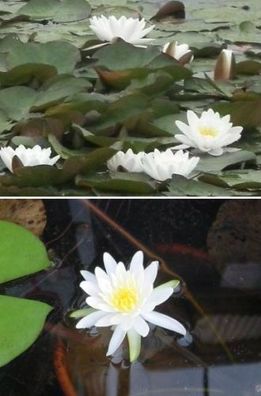 Weiße Seerose : Nymphea virginalis - Gestalten Sie sich einen Wassergarten im Bottich