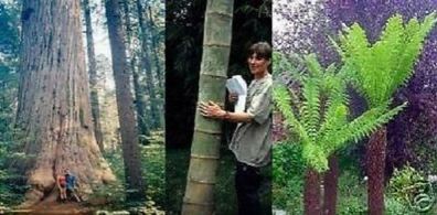 3 verschiedene winterharte exotische Riesenbäume für den Garten / Samen-Set