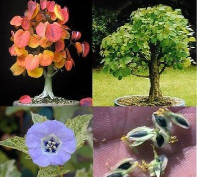 Duftpflanzen-Sortiment / Lebkuchenbaum Schokoladenblume Lampionblume ... / Samen