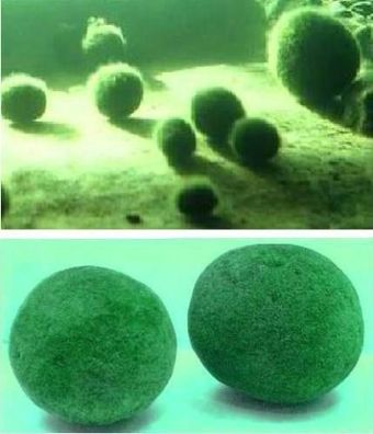 5 frostharte japan. Baby-Marimo-Moosbälle / Mittel gegen Algen im Gartenteich ! ...