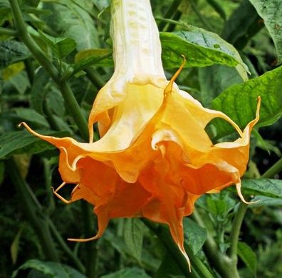 Engelstrompete "Angels Endless Summer ", Jungpflanze im 9 cm Topf, Datura, Brugmansia