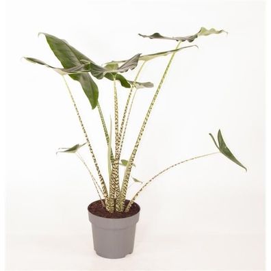 Alocasia zebrina - Pfeilblatt - Elefantenohr - Tiger-Pfeilblatt - Zimmerpflanze