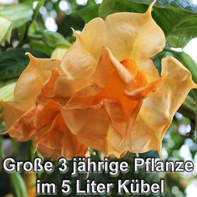 Engelstrompete "Angels Goldface", im 5 L Kübel, 3 Jahre alt