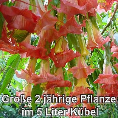 Engelstrompete "CERISE WONDER " 70-110 cm große 2 Jahre alte Pflanze im 5 Liter Kübel