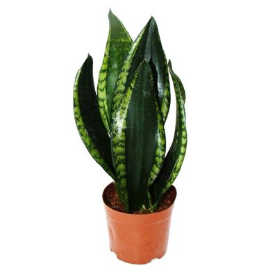 Sansevieria trifasciata "Silver Flame" - Bogenhanf mit ausgefallener Blattfärbung