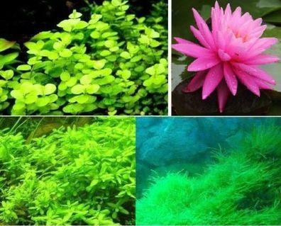 Schönstes Wasserpflanzen-Set für den Teich & Seerose Rosenymphe / immergrüne Pflanzen
