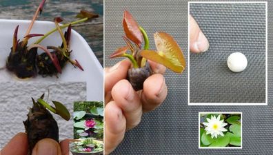 Set Zwergseerosen : 2 Bonsai-Seerosen rot & weiss + Düngekugeln / Wasserpflanzen