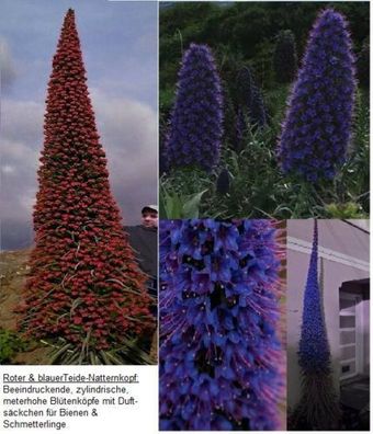 Zierpflanzen : Sensationelle Blumen ! Riesen-Natternkopf-Samen-Set / blau & rot