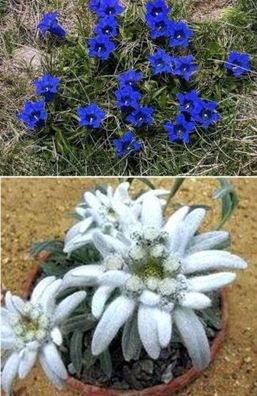 Samenset : Blauer Enzian & Edelweiß / Winterharte Zierblumen für den Garten !