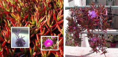 Hottentotten-Feige Samen exotische Gemüsepflanzen für das Frühjahr den Garten Balkon