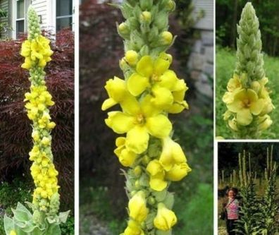 Die größte einheimische Blume: Duftwunder Königskerze wird 3 Meter hoch / Samen