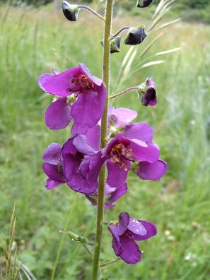 Violette Königskerze - Verbascum phoeniceum 25+ Samen - Wildblume E 372