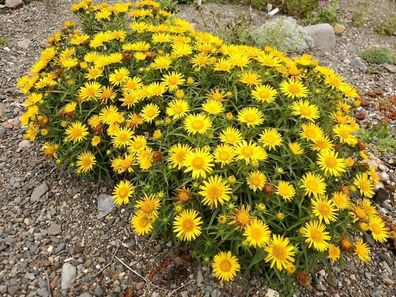 Schwert-alant - Inula ensifolia 10+ Samen dekorative Wildblume - E 374