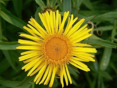 Weidenblättriger ALANT AUS Eurasien - Inula salicina 25+ Samen E 377