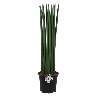 Sansevieria Cylindrica Straight Bogenhanf Schwiegermutterzunge bessere Raumluft