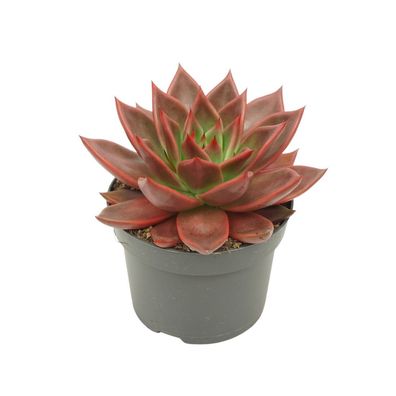 Rotes Rosetten-Dickblatt - Echeveria agavoides "Antaris" - pflegeleichte Sukkulent